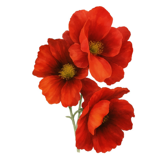 DTF Heat Transfer Iron On Sticker, Watercolor Red Poppy Flower Bouquet, for Floral - Inspired Apparel & Nature - Lover Gifts